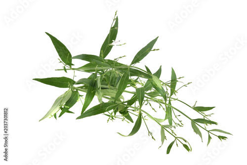 Cuadro en lienzo Andrographis paniculata plant on white background