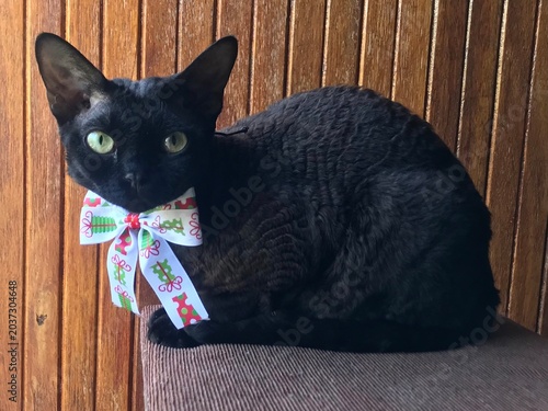 Konstfotografi Black Devon Rex cat with Christmas bow.