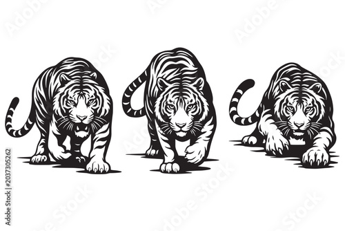Billede på lærred Stark black and white tiger vector set, powerful prowling tiger illustrations, f