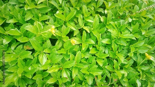 Canvas Print Full frame texture of fresh green creeping oxeye leaves in the garden