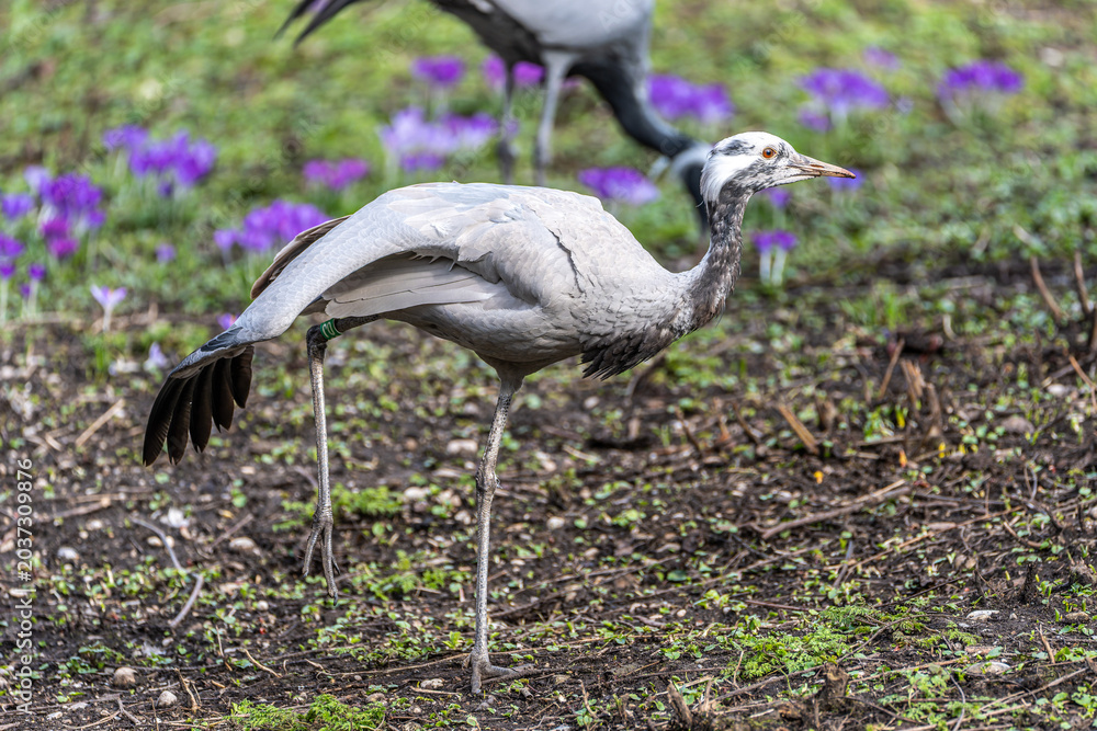 Fototapeta premium Demoiselle Crane, Anthropoides virgo are living in the bright green meadow during the day time