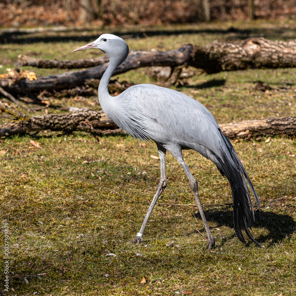 Naklejka premium The Blue Crane, Grus paradisea, is an endangered bird