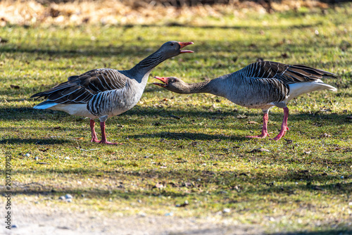 Photos The greylag goose, Anser anser is a species of large goose