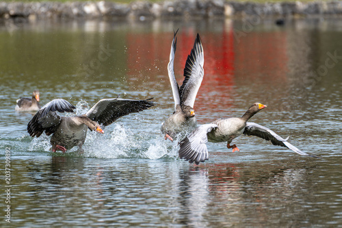 Fotografía The greylag goose, Anser anser is a species of large goose