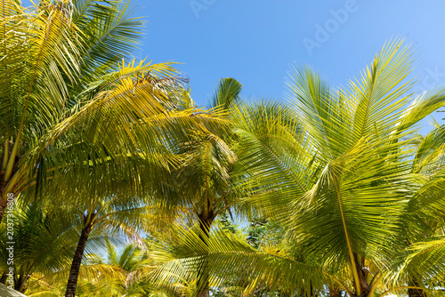 Lush tropical palm trees with vibrant green fronds rise against a clear blue sky, creating a serene outdoor scene filled with natural beauty and sunlight illuminating the foliage