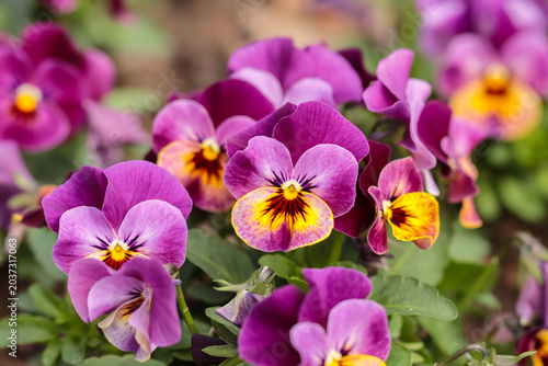Fotografie The delicate beauty of spring pansies