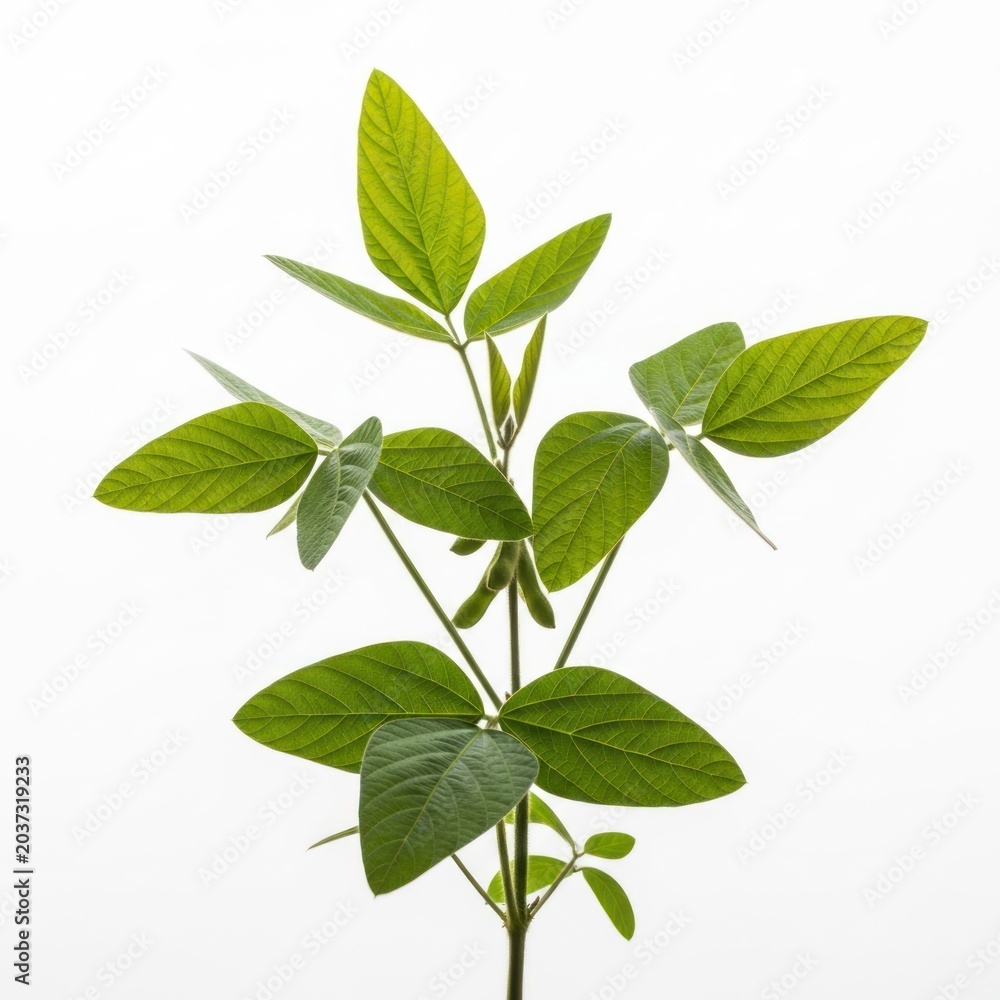 Fototapeta premium Young Soybean Plant with Green Leaves and Pods Isolated on White Background.