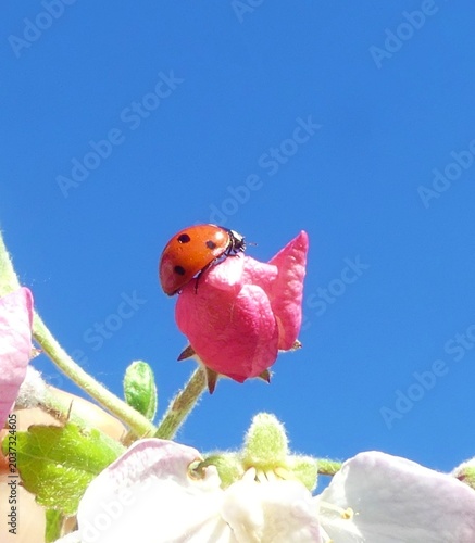 Red ladybug crawls on white apple blossom under blue sky.