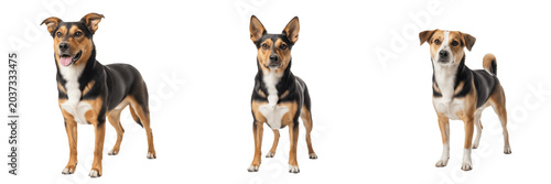 Foto Happy dogs posing in image_a5b05e
