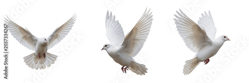 Photos Flying white doves with wings spread in various poses isolated on white backgrou