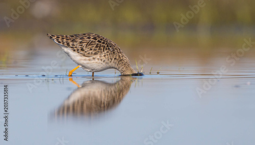 Foto Ruff -  female feeding at the wetland on the mating season in spring
