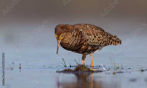 Bild auf Leinwand Ruff - male bird at a wetland on the mating season in spring
