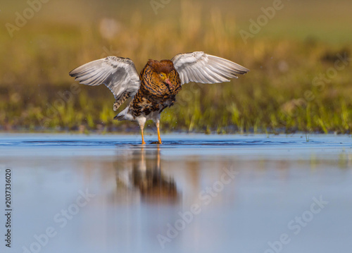 Obraz na plátně Ruff - male bird at a wetland on the mating season in spring