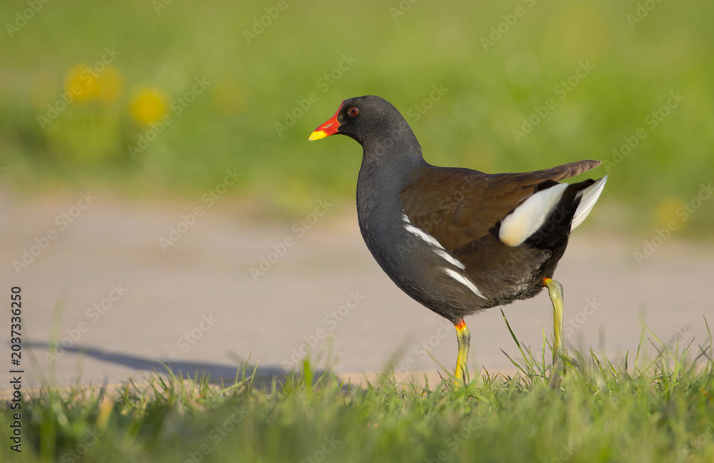 Fototapeta premium The common moorhen - adult bird in spring