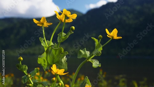 Vibrant yellow flowers bloom near a serene lake with rolling green hills in background. Clear sky with soft clouds adds peaceful mood to tranquil natural setting