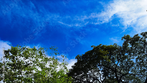Cuadro en lienzo Beautiful blue sky with white clouds over green trees canopy.
