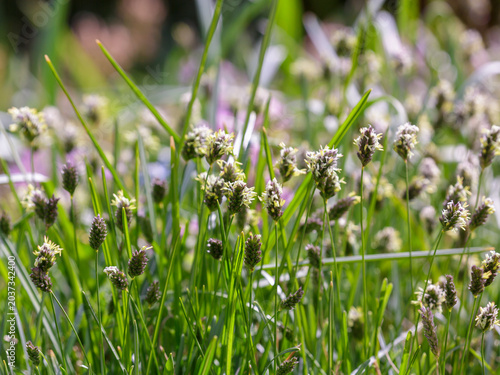 Bild auf Leinwand Blue Sesleria ( Latin- Sesleria caerulea ) is a perennial herbaceous plant of th