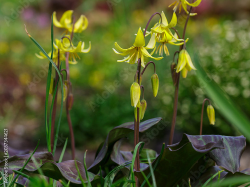 Tableau sur toile Erythronium 'Pagoda' is a cultivar of the genus Erythronium in the family Liliac
