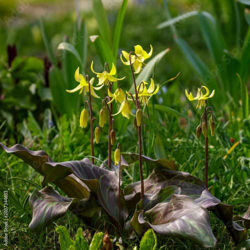 Bild auf Leinwand Erythronium 'Pagoda' is a cultivar of the genus Erythronium in the family Liliac