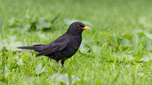 Blackbird stands alert on lush green grass