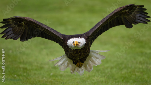 Powerful eagle bold soars low over vibrant green field
