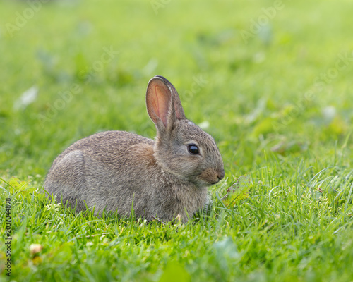 Soft brown rabbit sits in lush green grass