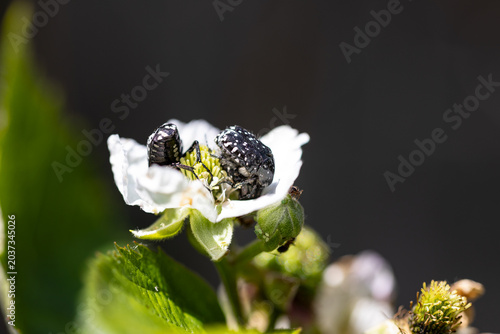 Obraz na plátně Macro photo of Oxythyrea funesta beetles on a white flower, harmful agricultural pest insect in natural sunlight