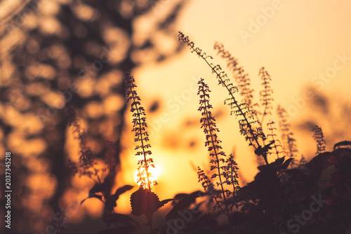 Golden Hour Silhouettes: Nature's Radiant Farewell At Dusk