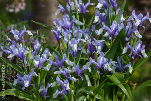 Foto Iris milky white ( Latin- Iris lactea ) is a perennial herbaceous plant ; a spec
