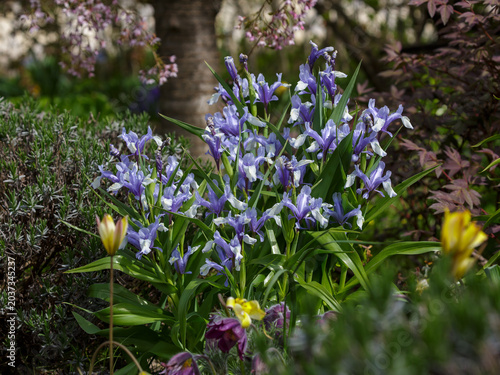 Obraz na plátně Iris milky white ( Latin- Iris lactea ) is a perennial herbaceous plant ; a spec