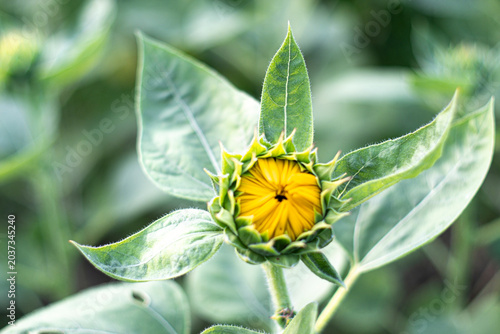  The Radiant Promise Of A New Sunflower Bloom