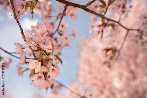 Bild auf Leinwand delicate close-up of pink cherry blossoms on slender branches against a pale blu