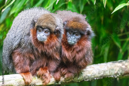 Couple de Titi roux cote à cote sur une branche
