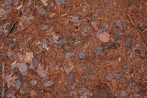 Foto High angle view of a forest floor covered in orange pine needles and damp decomp