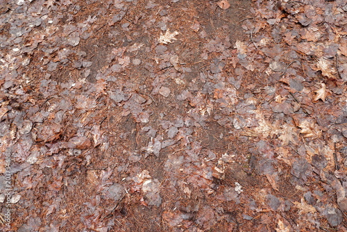 Bild auf Leinwand Overhead view of a damp forest floor covered in decaying brown oak leaves and pi