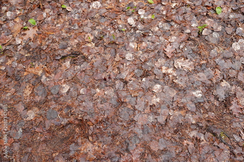 Canvastavla High angle view of a forest floor covered in damp brown autumn leaves pine needl