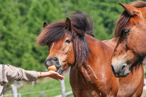 Icelandic Horses with a hand giving bread