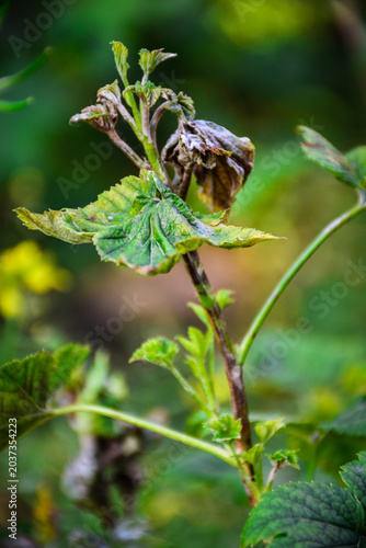 Konstfotografi Close view of raspberry cane with curled leaves damaged by anthracnose disease