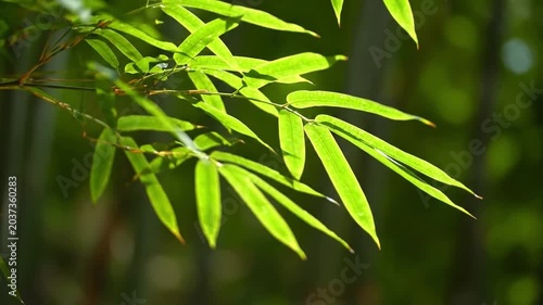 Close-up of vibrant green bamboo leaves against a blurred natural background with a shallow depth of field