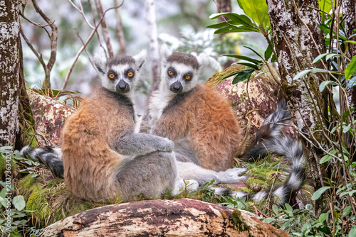 Couple de maki catta à queue zébrée dans la végétation