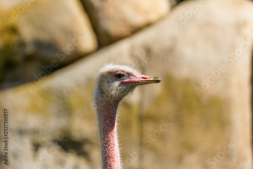 Photos Close-up of struthio camelus, ostrich head and long neck against blurred rocky background in warm sunlight, wildlife portrait with shallow depth of field