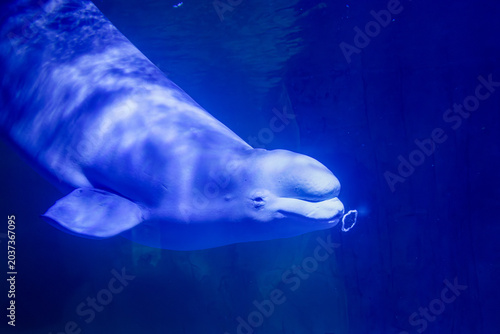 Konstfotografi Beluga, toothed cetacean, toothed, cetacean, beluga whale, Delphinapterus leucas