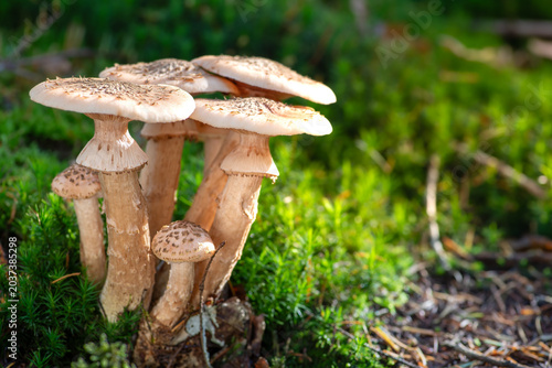Canvastavla Cluster of Honey Fungus Mushrooms on Mossy Forest Floor in Sunlight