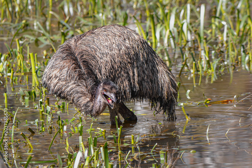 Bild auf Leinwand Emu (Dromaius novaehollandiae)