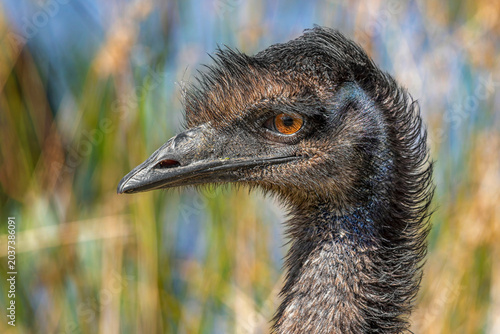 Fotografie Emu (Dromaius novaehollandiae)