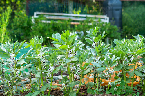 Canvas-taulu Broad bean plants growing in productive allotment vegetable garden