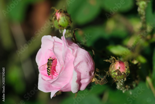 Photos Macro shot of a small syrphid fly sitting on delicate petals of a pink rose