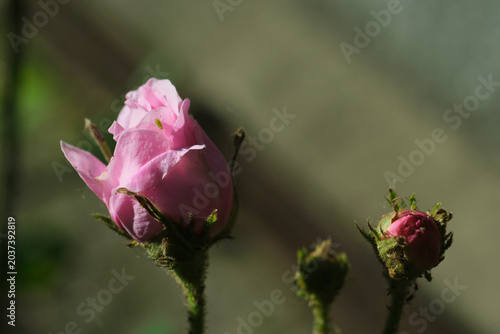 Obraz na plátne Opening pink rosebud with a tiny green aphid insect on a petal