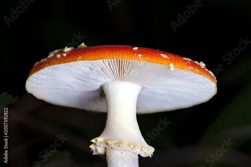 Tableau sur toile Close up of the underside of a red and white spotted Amanita Muscaria mushroom i