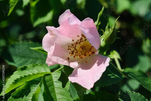 Photography Pink wild rose flower, also known as dog rose, blooming in the garden